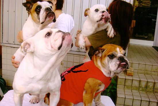 かわいいブルドッグが勢ぞろい